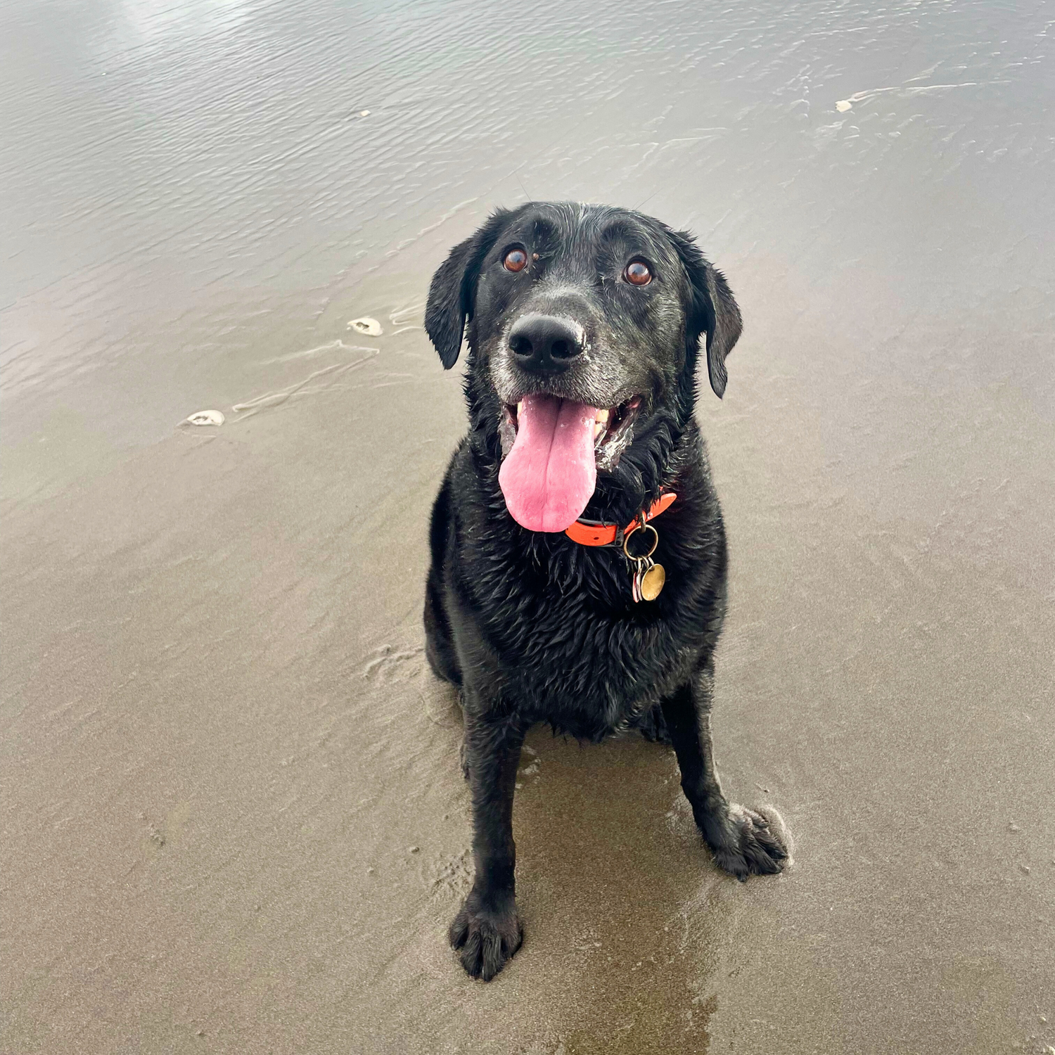 A black dog with a bright orange collar sits on the beach. His fur is wet from playing in the sea. He is smiling while he pants, his tongue sticking out. He is the most handsome, good boy in the whole world.